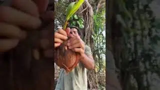 Have you tried a sprouted coconut?