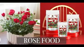 Garden King Rose Food Essential Organic Fertilizer for Rose Plants.