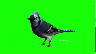 Blue Robin in green screen