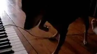 VIPER PLAYS THE PIANO