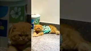 Handmade dress making for cat #HandmadeCatDress #CatFashion #PetApparel #DIYCatClothes #CatLovers