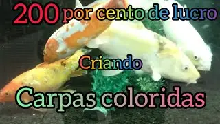 200 por cento de lucro criando carpas coloridas