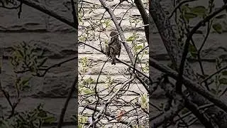 LOVELY BIRDS #birds #nature #parks #pets