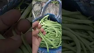 Fresh Green Beans Harvest Today | Simple Garden