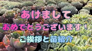 【多肉植物】新年のご挨拶と苗紹介 栃木の多肉生産者 マジッククラウン