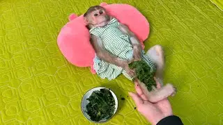 Monkey Luk touched when dad applied herbal leaves to help relieve leg pain