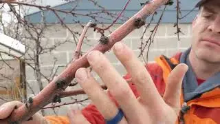 Identifying Dead Branches