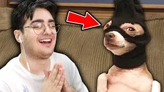UN CANE CRIMINALE PERCHÈ!? - PROVA A NON RIDERE!