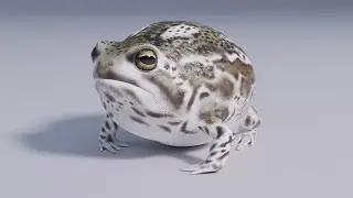 Game Ready Desert Rain Frog 3D Model