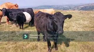 Dartmoor & Newtake Cattle