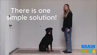 Dog Training - Brain Training For Dogs