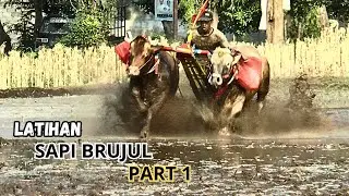 LATIHAN KARAPAN SAPI BRUJUL PERSIAPAN LOMBA PEKAN DEPAN DI PROBOLINGGO