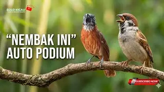 🔴MASTERAN KEKINIAN PALING DI CARI - TEPUS KEPALA ABU VS GEREJA TARUNG cocok buat murai batu ijo