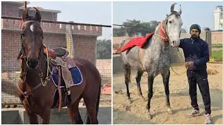 HUMMER और हमारी नीली घोड़ी की एक साथ RIDING की आज  We ride our both horses #dineshhoodaphotography 