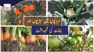 Care for Vegetable Crops and Orchards in Winter - سردیوں میں سبزیوں اور باغات کی نگہداشت