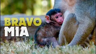 GREAT DAY!!! I'm So Happy Alpha Maria Successfully Give A Birth An Adorable Baby Monkey Girl Mia