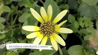 Arctotheca calendula (L.) Levyns