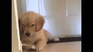 Instagram @goldenleia - Golden Retriever Puppy Leia Vs. Doorstop