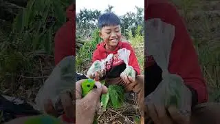 pikat serindit teluk Batang Kalimantan Barat #shorts
