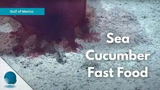 Gulf of Mexico: Sea Cucumber Fast Food