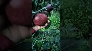Red velox apple variety 16.jul.2023