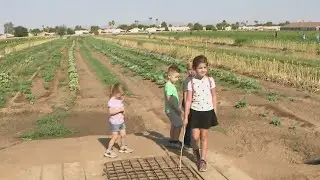 Pick your own produce at Tolmachoff Farms | FOX 10 AZAM