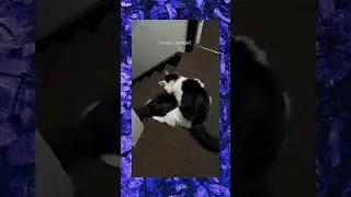 Il gatto cade dalle scale 😆 VIDEO da #ridere 😅 #sorridere fa Bene 😂 #fight #cat #fun