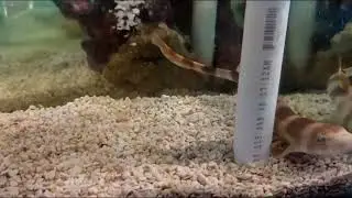 GOING LIVE TODAY at 5pm - Bamboo Shark EXPERT ONLY