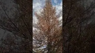 Beautiful old tree