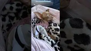 Чихуахуа незаслуженно имеют плохую репутацию&hellip; но на самом деле они очень милые! 🐕 #chikisgang
