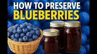 How to Preserve Blueberries 🍇 | 5 Easy Ways to Store Your Harvest All Year