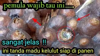 ciri ciri madu kelulut yg sudah matang & siap di panen. #stinglessbee #kelulut @edukasilebahmadu