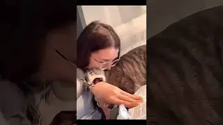 Cats VS. Their Owners ☠️ | #animals #cats #shorts