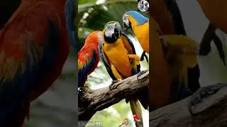 Birds of Paradise | Nature's Most Vibrant Creations in 4K | Lihami 111 #TropicalBirds #Birds4K
