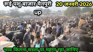 rui pashu mandi ll 20 जनवरी 2026 ll रूई पशु मंडी ll आज का भाव जानिए कितना कम या ज्यादा रहा 