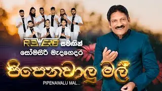 Pipenawalu Mal (පිපෙනවාලු මල්) | Somasiri Madagedara | Reverb Official