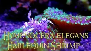 Hymenocera elegans (Harlequin Shrimp)