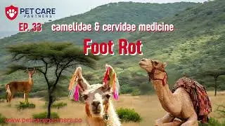 EP 33 — Foot Rot Disease in Camelidae & Cervidae