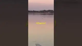 Alligators can run surprisingly fast on land in short bursts, up to 11 mph #biggamehunting