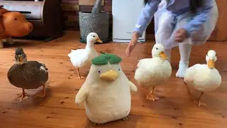 本物のコールダック？