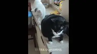 This Moment Was Unplanned🎬🗿| Funniest Cat Moments!😺 (Part 26) #cat #funny #cute
