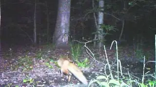 Scoutguard SG560 Fox Video