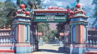 Inside Sakkarbaug Zoo: Junagadh Tour