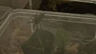 Harpactira pulchripes at work webbing it's enclosure.