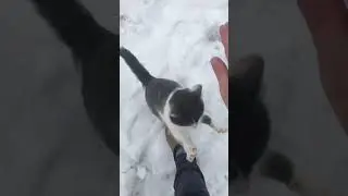 УДАЧА 🍀 ДРЕССИРОВКИ, КОШКА БЕРЕМЕННА!!!!/ GATTA IN CINTA MA IL MIO ADDESTRAMENTO FUNZIONA : &ldquo;alto 