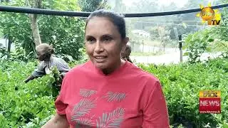අස්වැන්න අලෙවි කර ගැනීමට නොහැකිව දුක් විදින සැල්දිරි ගොවියෝ - Hiru News