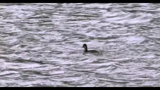 Black-necked Grebe - Podiceps nigricollis - Geoorde fuut