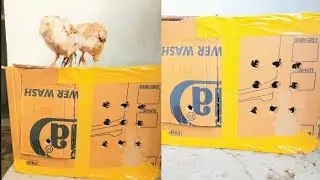 Chicks ka temporary cardboard house banaya 😍🥰😘
