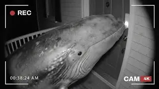 Which Fish Rang the Doorbell? | Animal Ding Dong Ditch