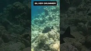Silver Drummer Fish: Underwater Performance in the Maldives